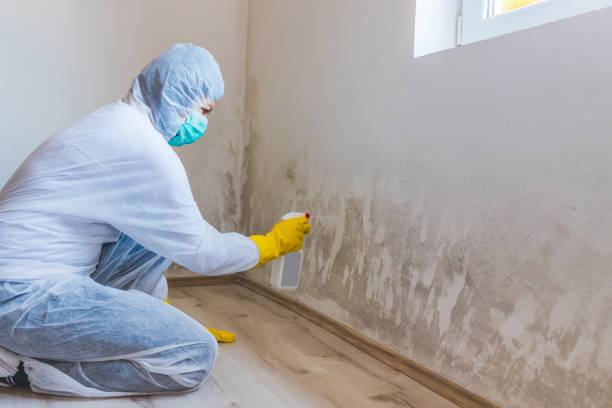 Professional mold removal team in Orlando