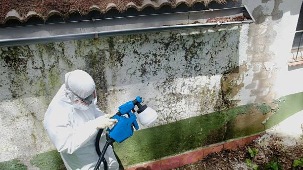 Mold Removal service in Orlando
